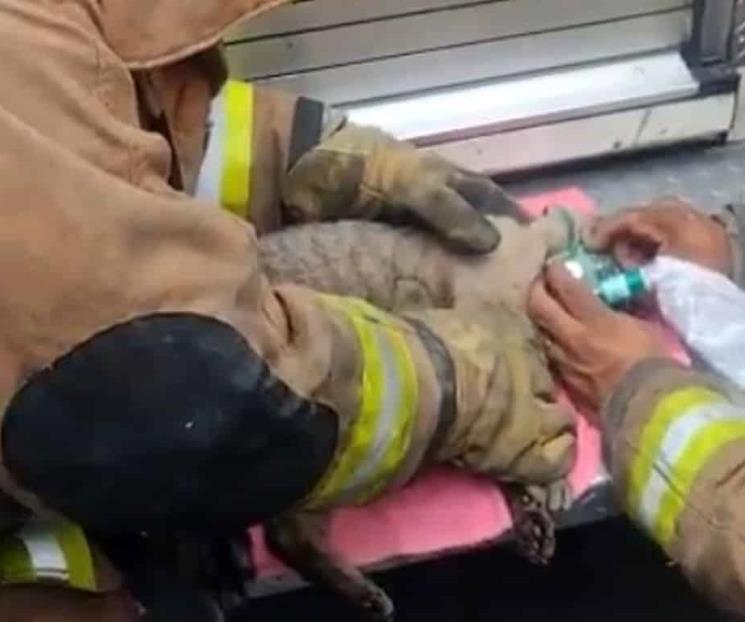 Rescatan a gato de incendio en Cumbres Rescatan a gato de incendio en Cumbres