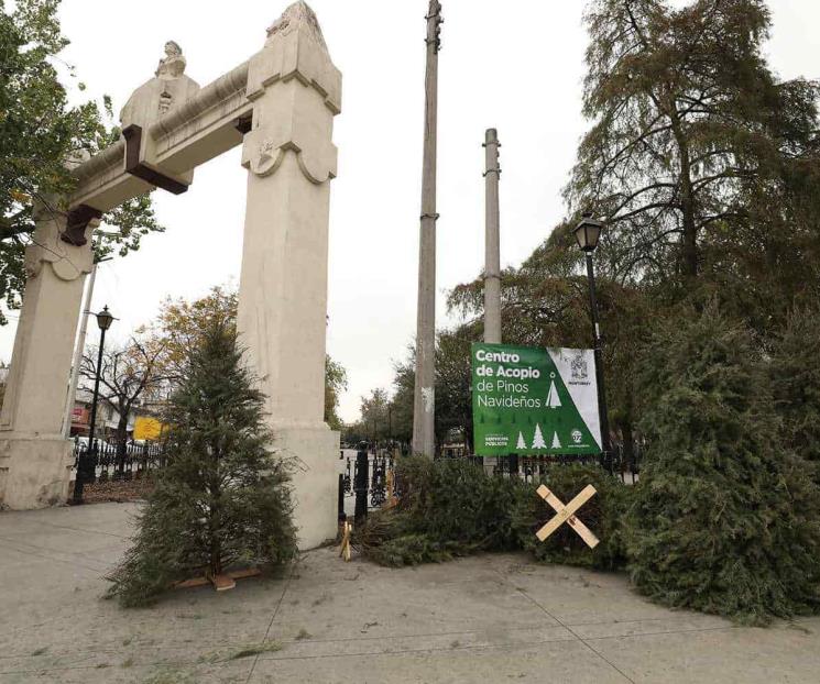 Instalan 48 centros de acopio de pinos para los regios