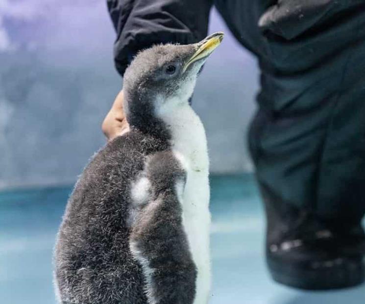 Álex, el primer pingüino gentoo nacido en México Álex, el primer pingüino gentoo nacido en México