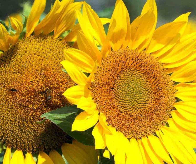 Resuelven con girasoles problemática en el campo