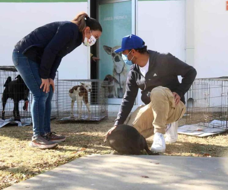 Fomentan adopción responsable de mascotas Fomentan adopción responsable de mascotas