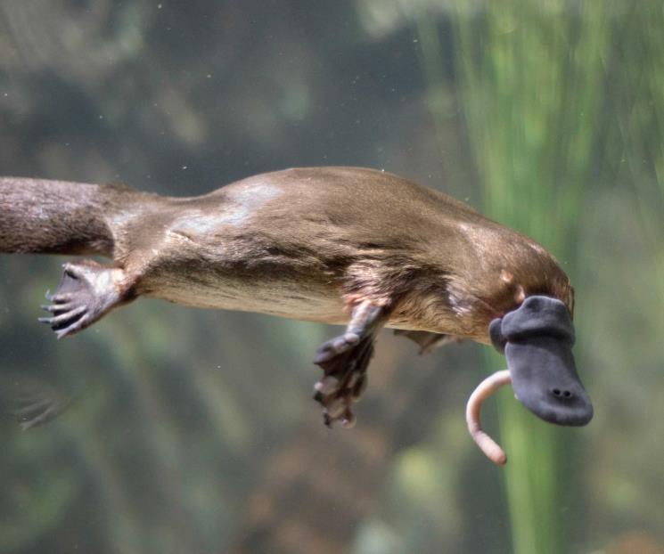 Razones por las que ornitorrinco es un animal extraordinario