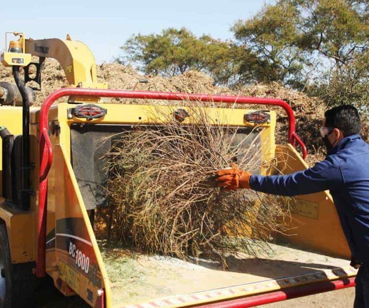 Recolectarán pinos gratis a nicolaitas que paguen predial