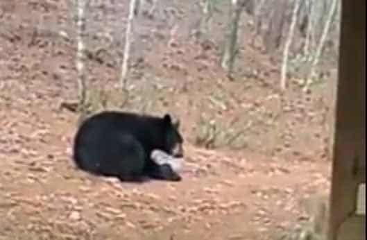 Oso interrumpe convivio