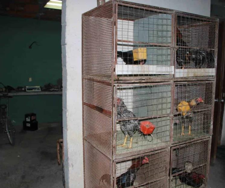 Clausuran taller mecánico que usaban como palenque Clausuran taller mecánico que usaban como palenque