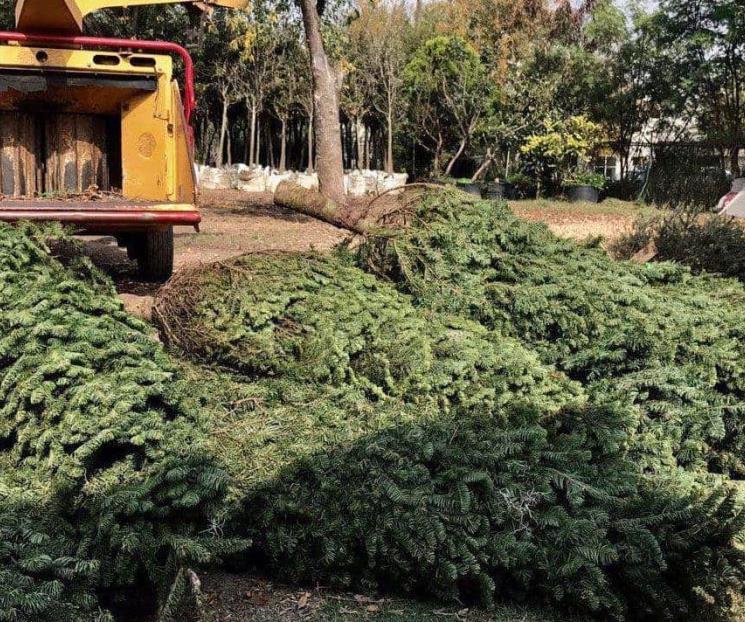 Ofrecen servicio de recolección de pinos a cumplidos en SN