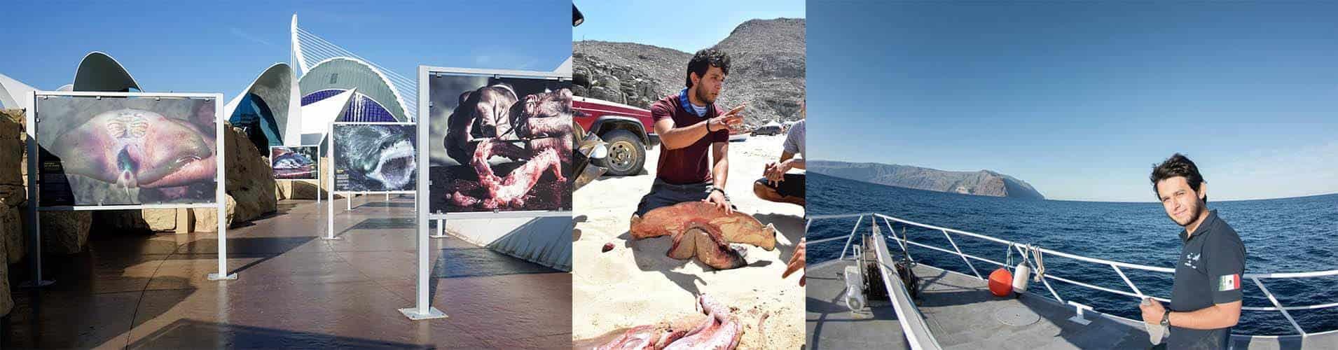 Expone obra fotográfica a favor de los tiburones en Europa Expone obra fotográfica a favor de los tiburones en Europa