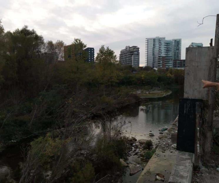 Rastrean jauría de perros que mató a canguros