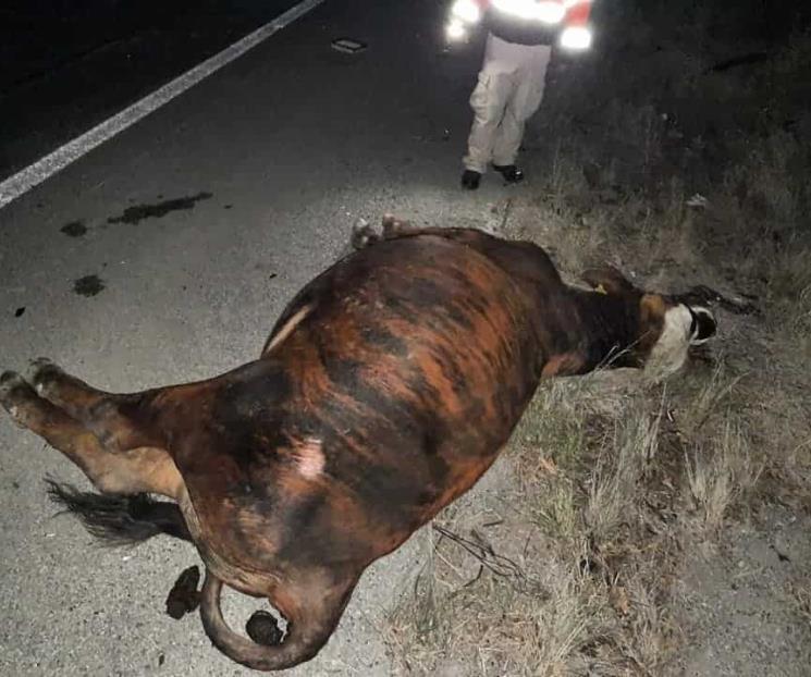 Impacta con su troca a un toro