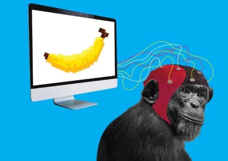 El mono de Neuralink «es feliz y juega a videojuegos» El mono de Neuralink «es feliz y juega a videojuegos»