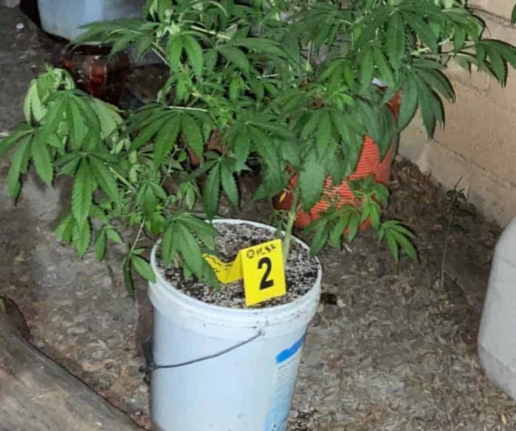 Decomisan mariguana en macetas Decomisan mariguana en macetas