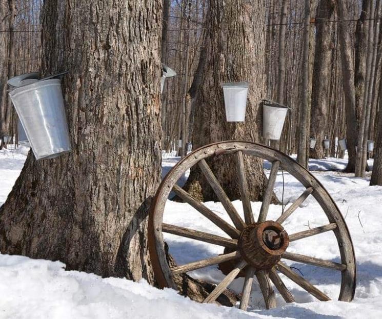 Miel de maple, lo dulce de los bosques canadienses Miel de maple, lo dulce de los bosques canadienses