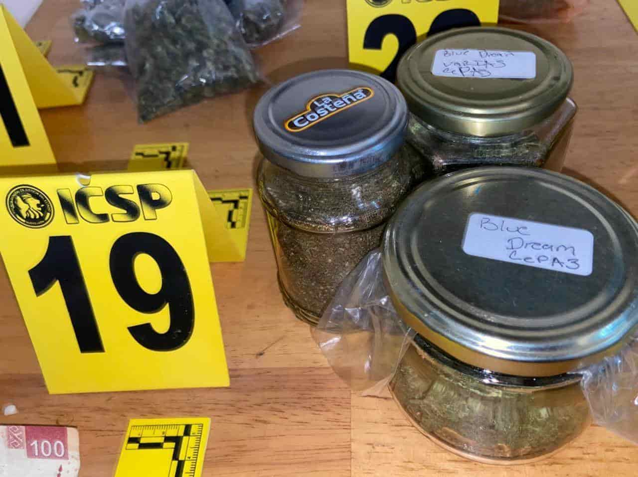 Un plantío de marihuana en macetas, fue asegurado por la AEI tras un cateo