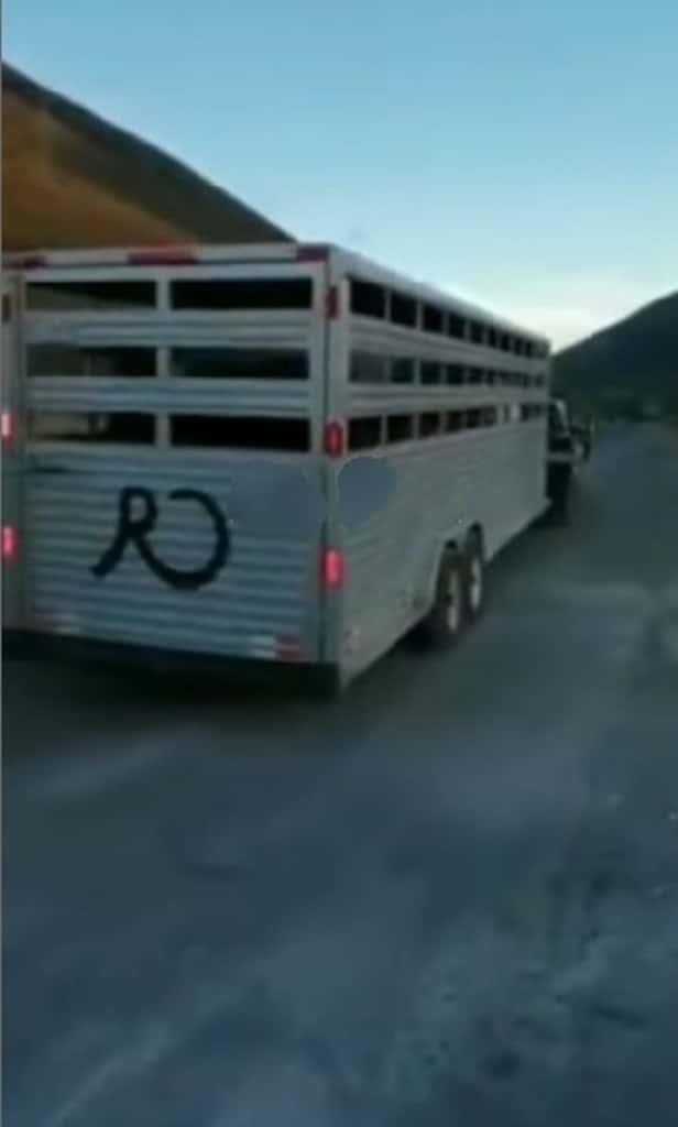 Recuperan caballos robados