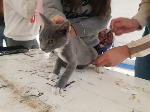 Siguen las brigadas caninas en Apodaca