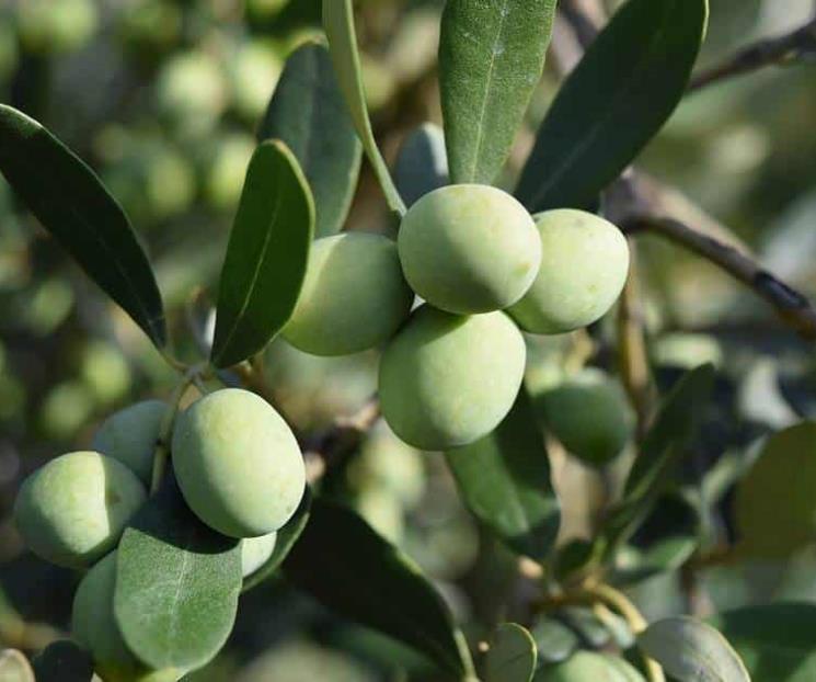 Conoce las variedades del aceite de oliva Conoce las variedades del aceite de oliva
