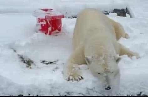 Oso polar disfruta nevada en zoológico de EU Oso polar disfruta nevada en zoológico de EU
