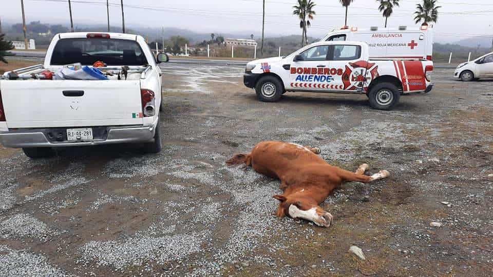 El conductor terminó con diversas lesiones, después de atropellar y matar a un equino