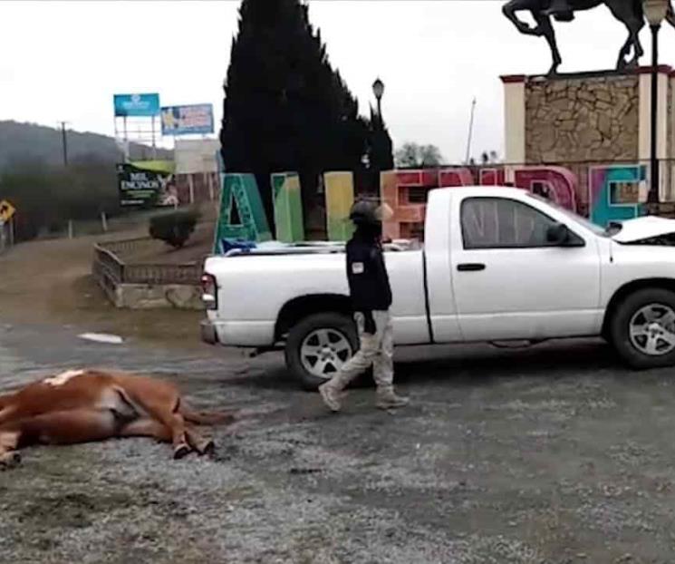 Muere caballo atropellado en la Carretera Nacional Muere caballo atropellado en la Carretera Nacional