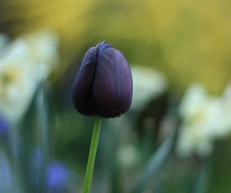 Los tipos de plantas negras más bellas
