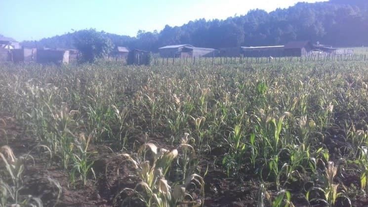 Recuerda el Bronco a productores que no están solos Recuerda el Bronco a productores que no están solos