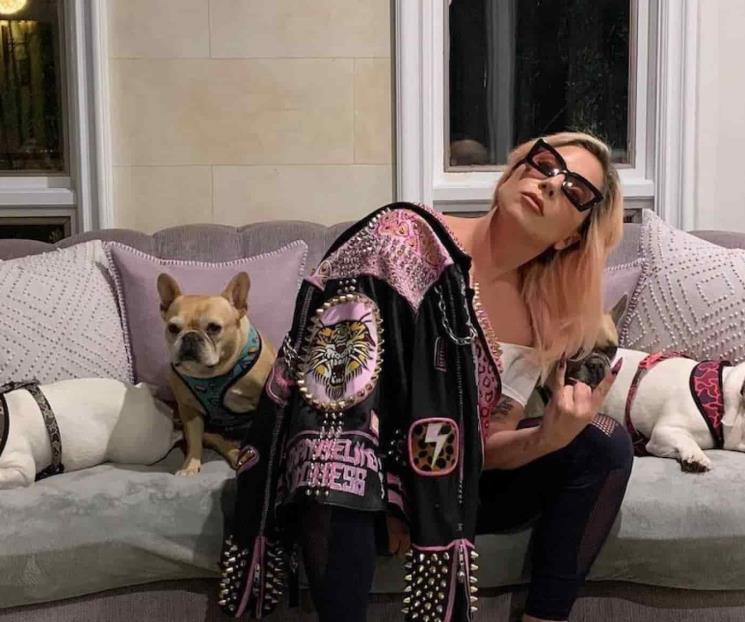 Secuestran a los cachorros de Lady Gaga Secuestran a los cachorros de Lady Gaga