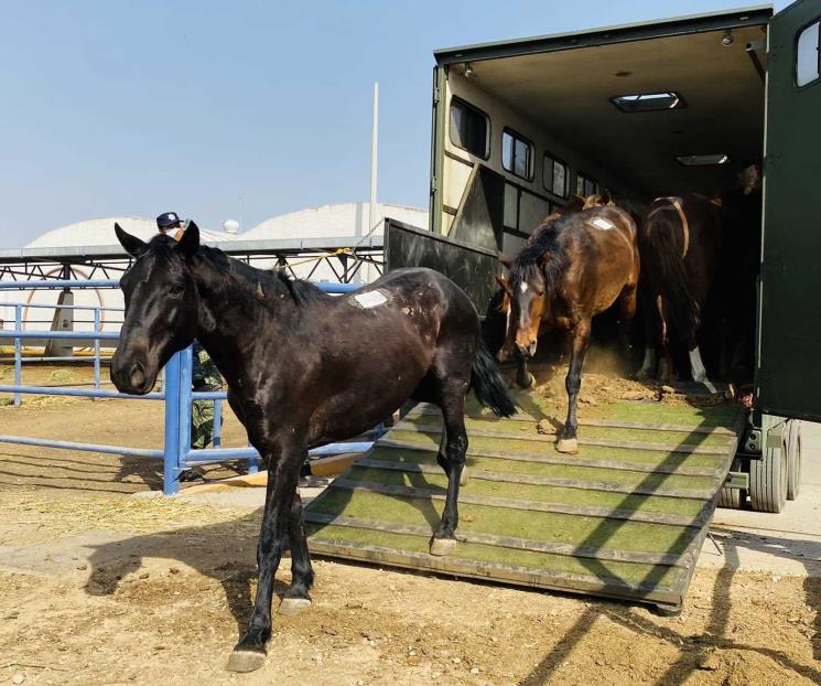 Sedena da caballos y yeguas para elaboración de suero equino Sedena da caballos y yeguas para elaboración de suero equino