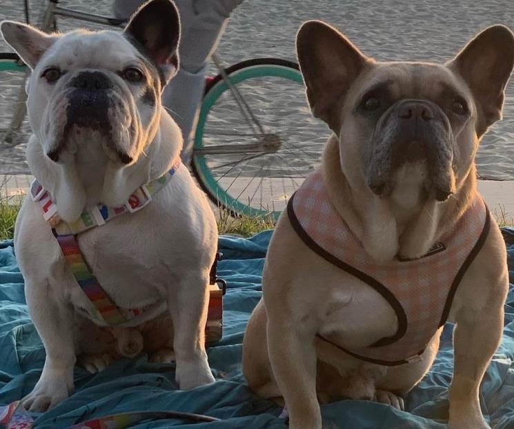 Policía regresa a los perritos de Lady Gaga