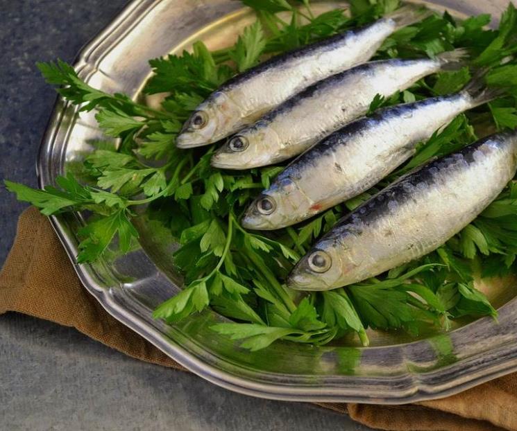 Por qué es bueno comer sardinas en esta Cuaresma Por qué es bueno comer sardinas en esta Cuaresma