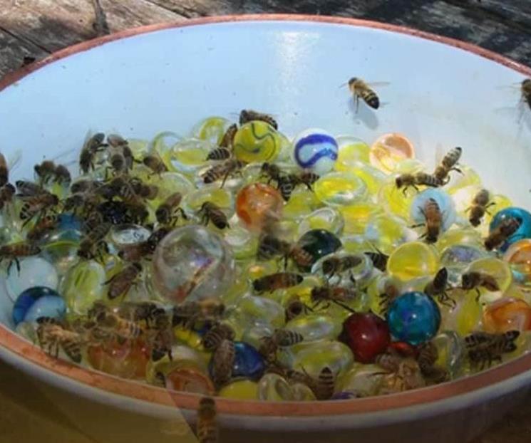 Piden alimentar a las abejas para mantener ecosistema Piden alimentar a las abejas para mantener ecosistema