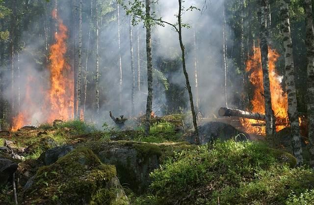 Crean sistema que alerta de incendios forestales