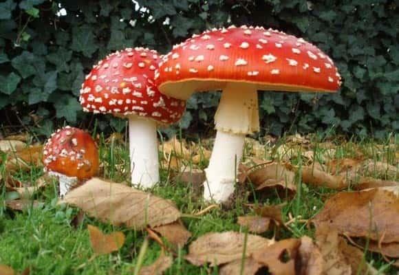 Plantean despenalizar hongos alucinógenos Plantean despenalizar hongos alucinógenos