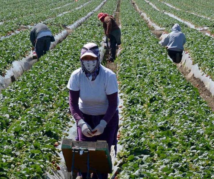Trabajadores agrícolas de EU no son inmunizados