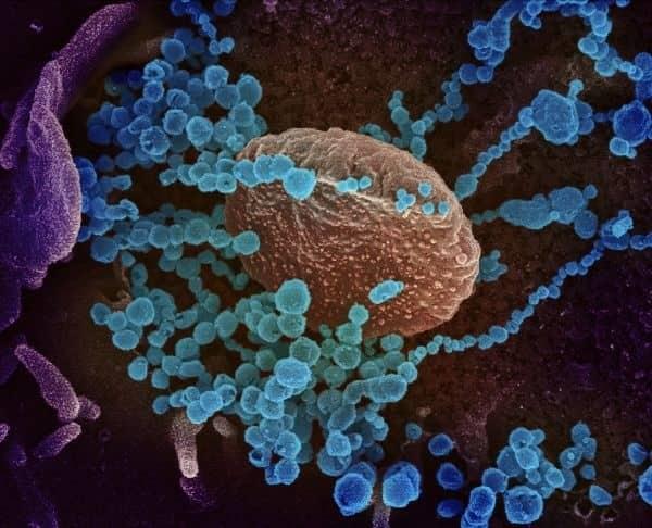 Así como el SARS-CoV-2 muta, el sistema inmune evoluciona