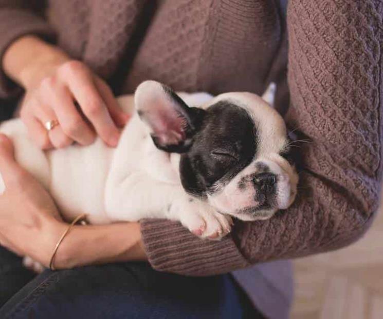 Apapacha a tu mascota en invierno Apapacha a tu mascota en invierno