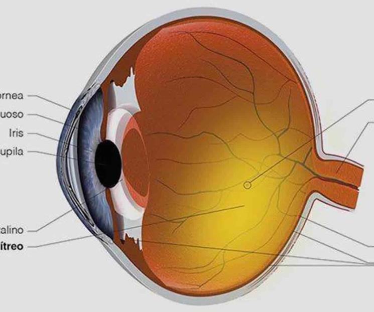 Glaucoma: El ladrón silencioso de la visión Glaucoma: El ladrón silencioso de la visión