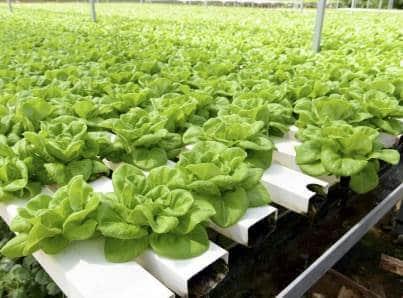 Avanza moderada recuperación económica al inicio de 2021