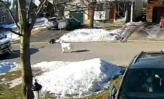 Perro detiene tráfico para pedir ayuda por desmayo de dueña