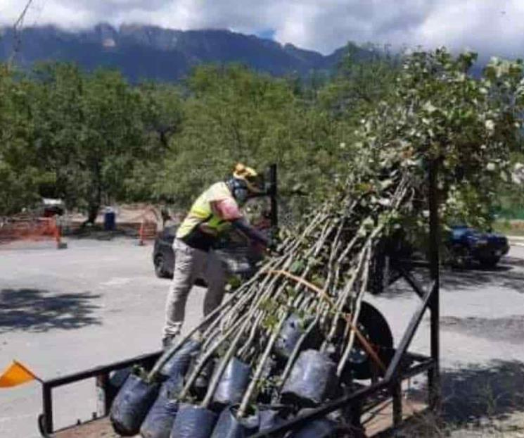 Piden ecologistas plantar más especies nativas