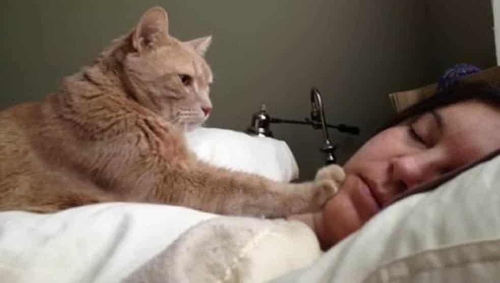 Arañazo de un gato podría provocar esquizofrenia