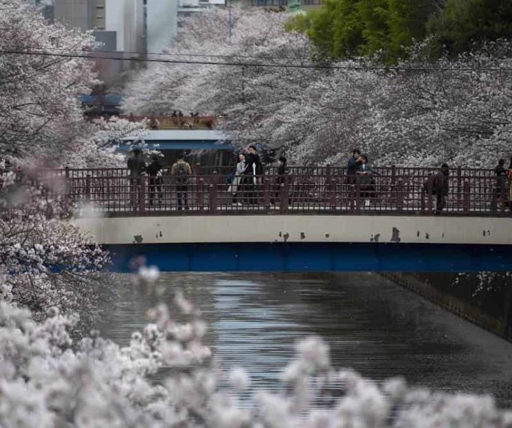 Bate récords floración de cerezos en Japón