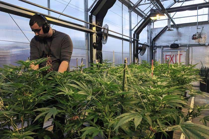 Piden acelerar legalización de marihuana