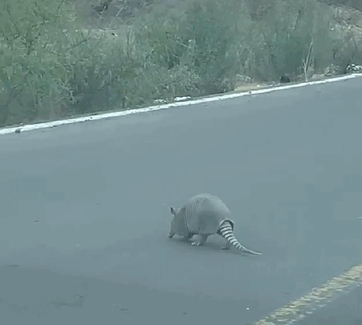 Alertan por bajada de animales tras incendios