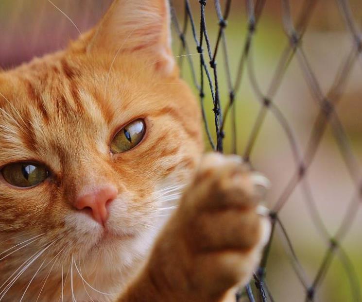 Arañazo de un gato podría provocar esquizofrenia