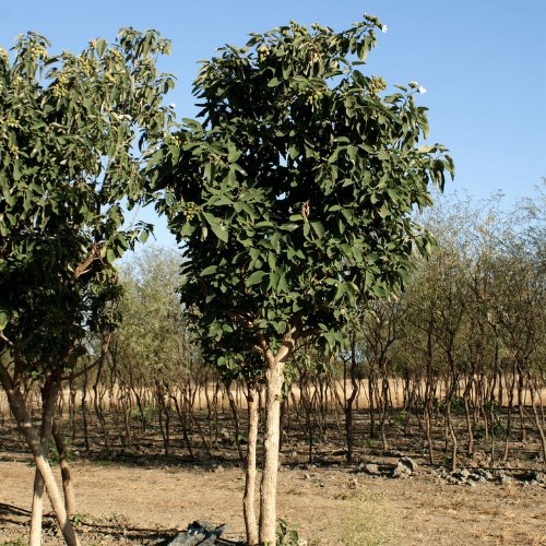 Dan a conocer árboles nativos de la entidad