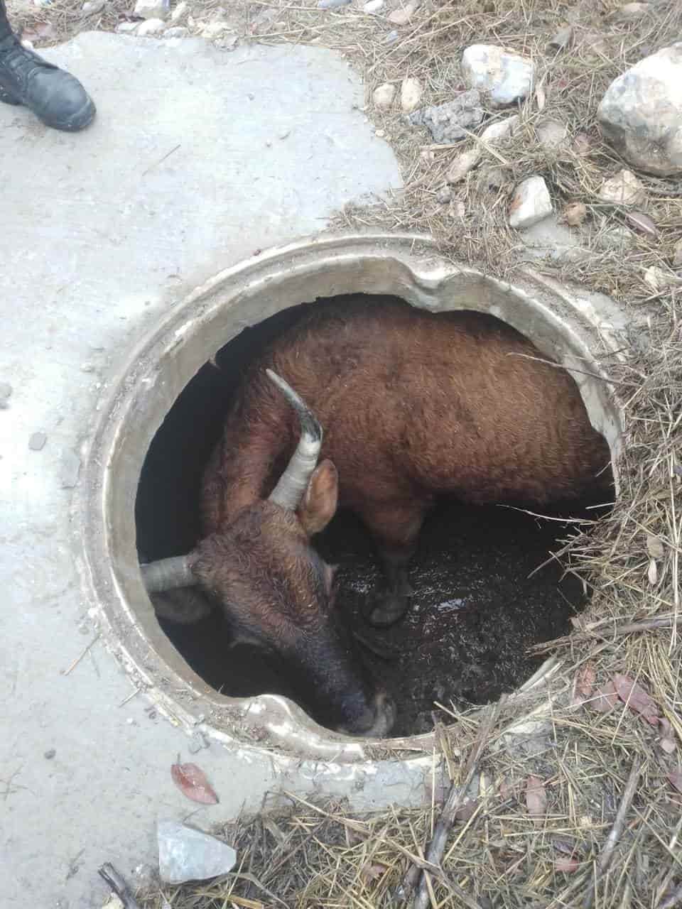 Un buey que cayó en una alcantarilla, fue rescatado con una retroexcavadora