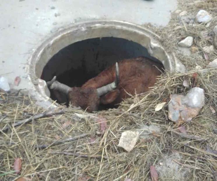 Rescatan a animal atrapado en alcantarilla