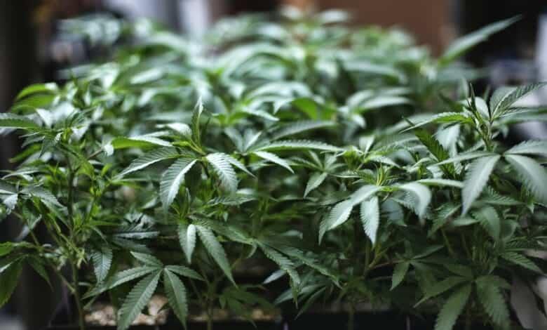 Analizan solicitar aplazamiento para regular la marihuana