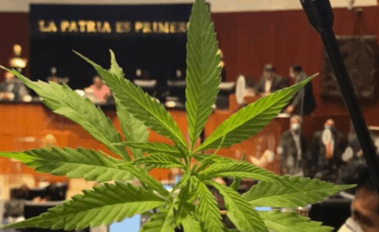 Aprueba comisión minuta sobre regulación de marihuana