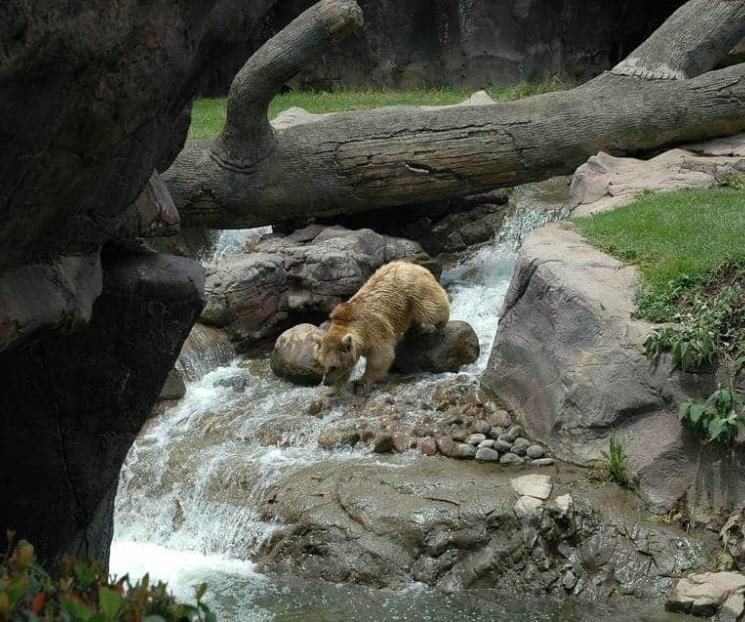 Horarios del Zoológico de Chapultepec en 2021
